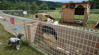1503392720w0_xzaASW392LBC1503392714.gif