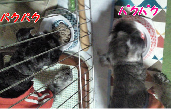 おいしいの.jpg