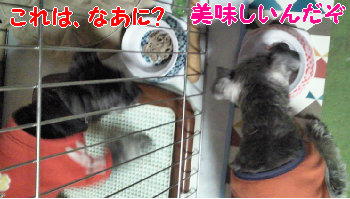 これは.jpg