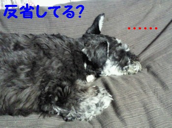 ぶー.jpg