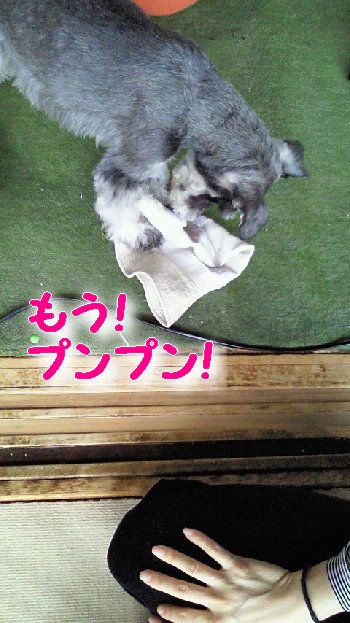 プンプン.jpg