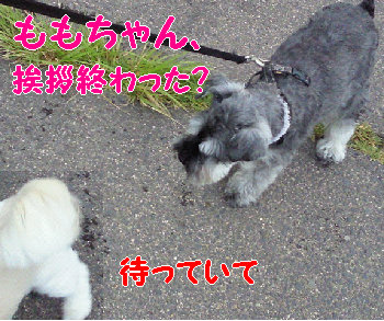 モモちゃん.jpg