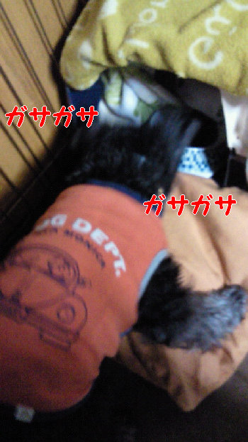一生懸命.jpg