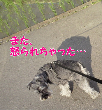 懲りないおりばー.jpg