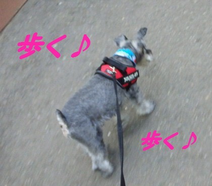 散歩1.jpg