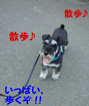 散歩0.jpg