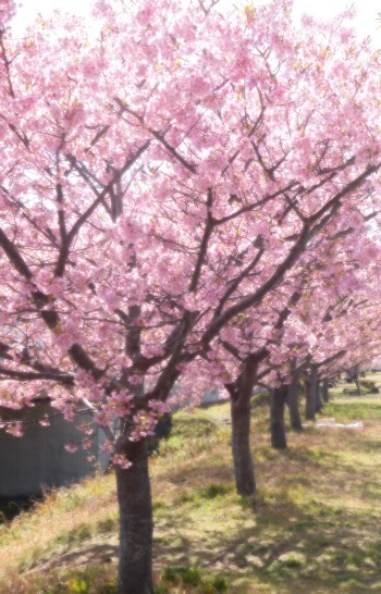 河津桜2.jpg