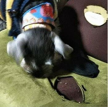 Iak3gQULtzKaPhkwP6QD1579914926-1579914946.gif