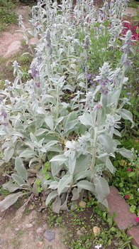 このお花の名前わかりますか?