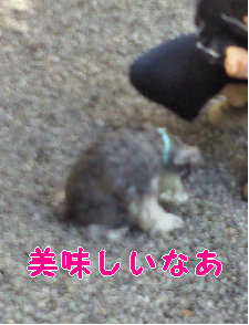 ご褒美賞味中.jpg